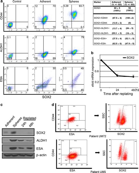 Sox2 Expression In Pancreatic Cancer Stem Cells A Flow Cytometry