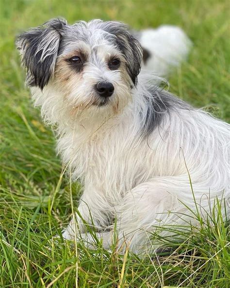 Jacktese Jack Russell Terrier And Maltese Mix Info Pictures Facts