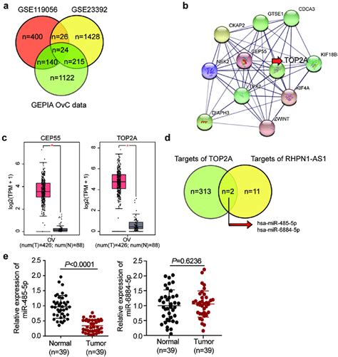 Top A And Mir P Were Selected As The Downstream Effectors Of