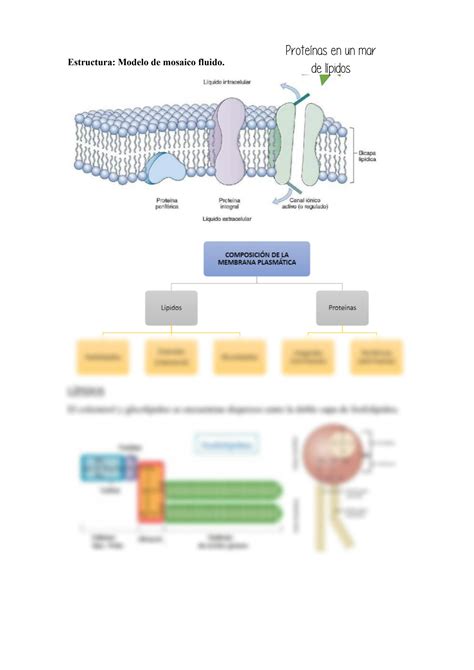 SOLUTION Fisiolog A Apuntes Universidad De Almer A Studypool