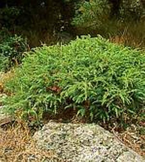 Juniperus communis ’Repanda’