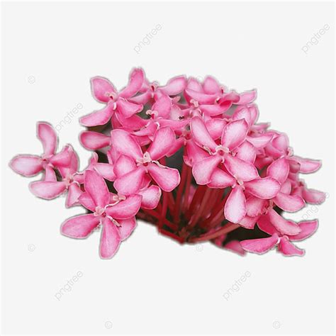 Pink Flower Soka Ixora Coccinea Ixora Soka PNG Transparent Clipart