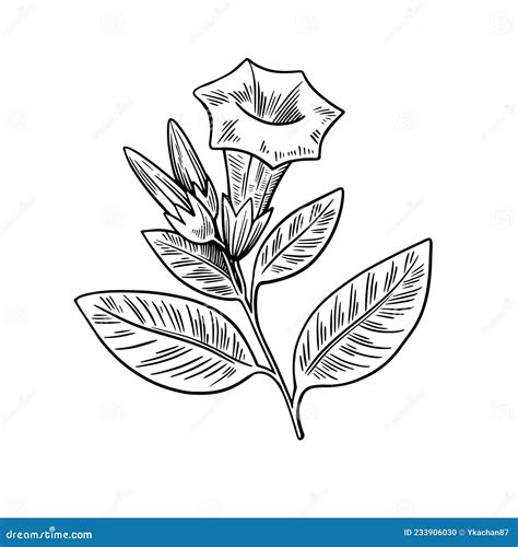 Poisonous Plant Datura Isolated on White Background. Hand Drawn Vector ...