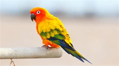 Sun Conure Care Sheet Petmd