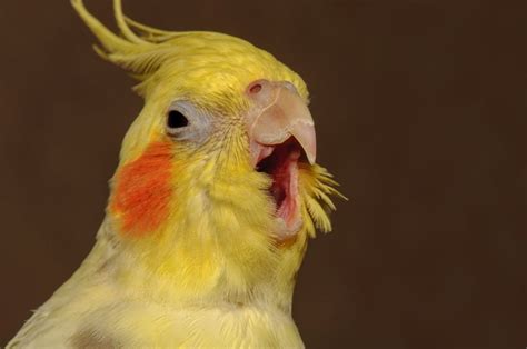 Why Does My Cockatiel Scream When I Leave The Room Here’s Why