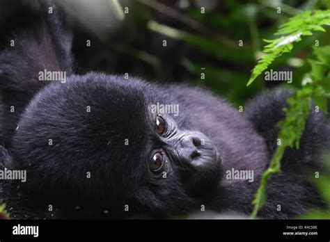 A Baby Mountain Gorilla Gorilla Beringei Beringei Relaxes With Its