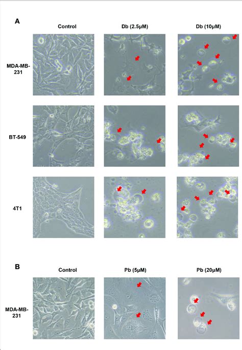 Pyroptotic Cell Death Induced By Dinaciclib And Palbociclib In Tnbc Download Scientific