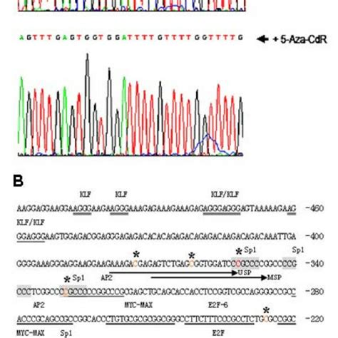 Bisulfite Treatment And Sequencing Analysis Identifies Methylation Of