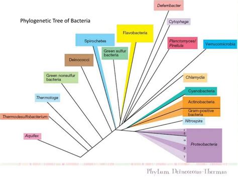 Ppt Phylogenetic Tree Of Bacteria Powerpoint Presentation Free