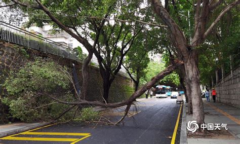 台风“暹芭”逼近深圳掀强风雨 路边大树树枝被折断 图片频道