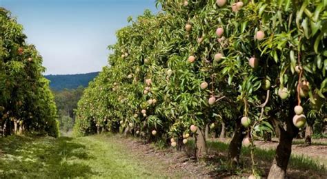 Caja Rural Organiza Un Curso Sobre Cultivo De Mangos La Semana Que