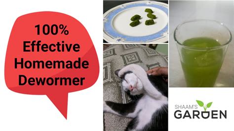 Homemade Natural Dewormer 100 Effective Dewormer Humans And Animals