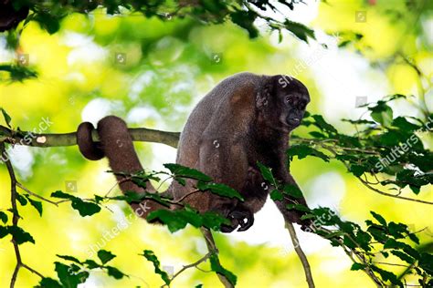 Brown Woolly Monkey Lagothrix Lagotricha Adult Editorial Stock Photo