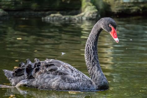 ¿qué Tipos De Cisnes Existen Mis Animales