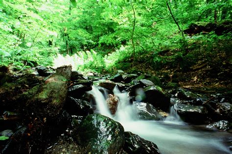 Forest With a View of Waterfalls · Free Stock Photo