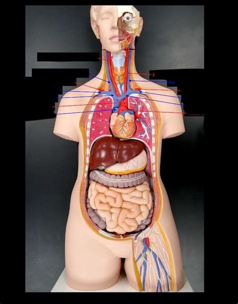 Full Body Artery And Vein Diagram Quizlet