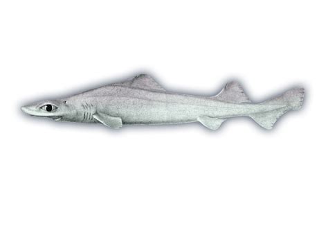 Blackfin Gulper Shark