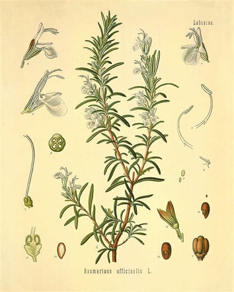 Rosemary Art Print Antique Kitchen Art Print Botanical Art Prints