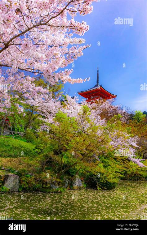 Three-story pagoda and cherry blossoms in Kiyomizu-dera Stock Photo - Alamy