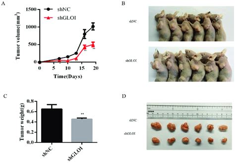 Gloi Knockdown Reduces Sw Xenograft Tumor Growth In Balb C Nude Mice