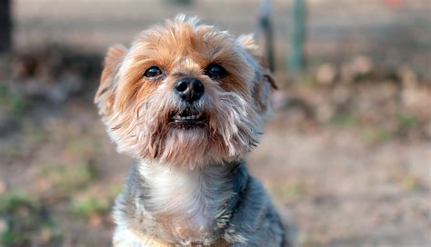 Consejos para alimentar a un cachorro con diarrea Descubre qué darle