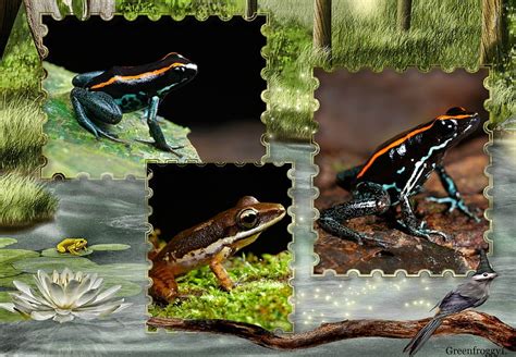 Three Cute Frogs Cute Frogs Three Collage Hd Wallpaper Pxfuel