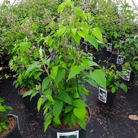 'Henryi' Clematis - Grown By Overdevest