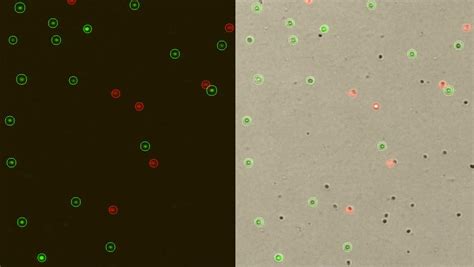 Mouse Splenocyte Logos Biosystems Advanced Imaging Solutions For