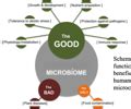 Plant Microbiome Flashcards Quizlet