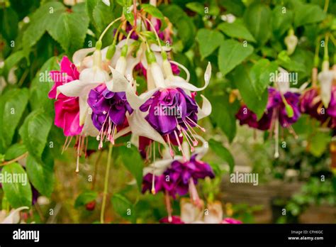 Hanging Fuchsia With Large Double Flowers In Pink And Purple Stock