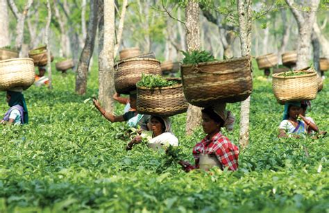 Exploring The Essence Of Assam A Journey Through Tea Tourism Open The Magazine