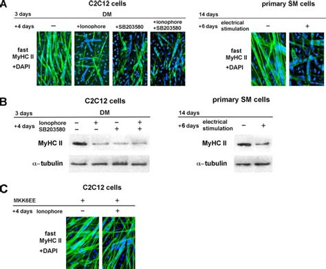 Myhc Protein Expression In C2c12 Myotubes And Primary Rabbit Skeletal Download Scientific