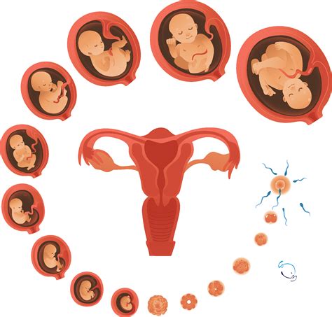 Todas Las Semanas Del Desarrollo Fetal Arte De Nacimiento