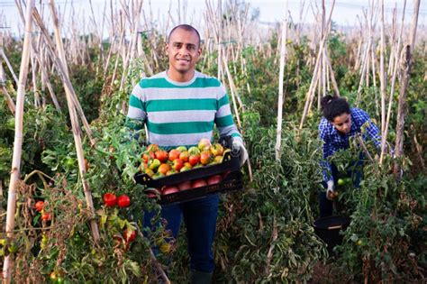 Latino Positivo Colhendo Tomate Vermelho Maduro No Campo Imagem De