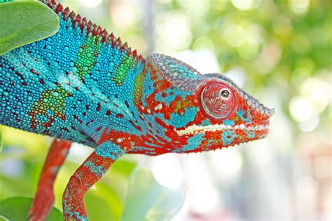 Pet Chameleon Care 10 Things You Need To Get Right Chameleon School