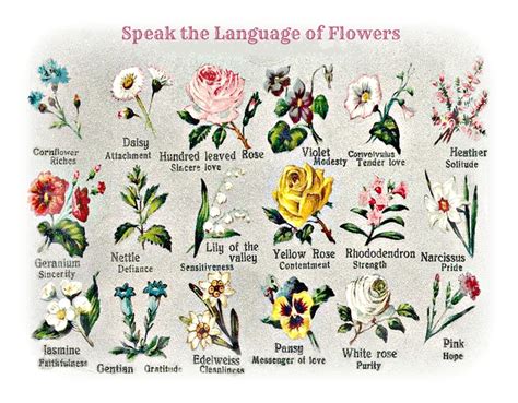 Carnation Meaning Flower Language At Helen Smead Blog