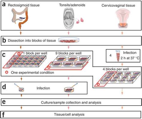 Synopsis Of Explants Culture Setup Six Major Stages Of The Protocol To