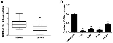 MiR 98 Is Frequently Downregulated In Glioma Tissues And Cell Lines A