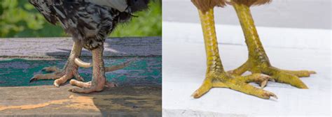 Rooster Vs Hen Feet Hot Sex Picture