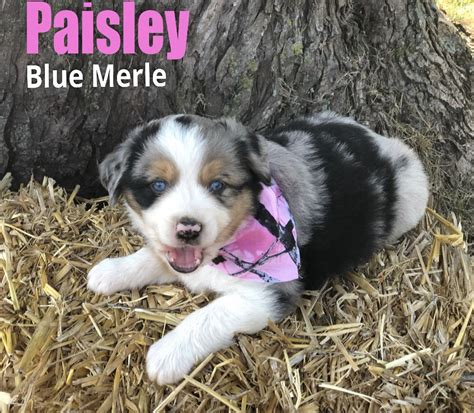 Sweet Little Paisley Mini Aussie Mini Aussie Blue Merle Corgi