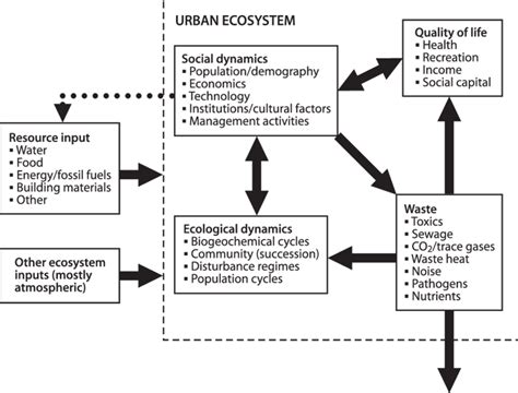 Conceptual diagram of an urban ecosystem showing interrelationships ...