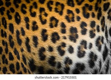 Do Leopards Have Spots On Their Skin Hi Res Stock Off