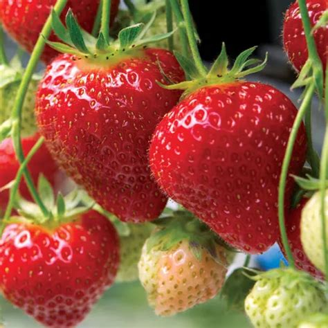 Strawberry Seascape Fragaria Plants Jackson And Perkins