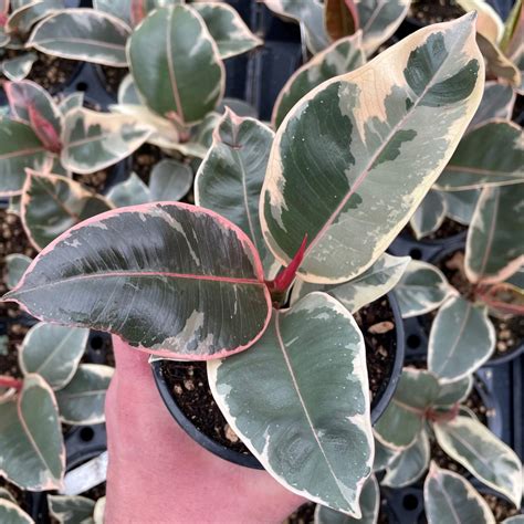 Ficus elastica 'Tineke' - Variegated Rubber Tree (4.5" Pot) | Little ...