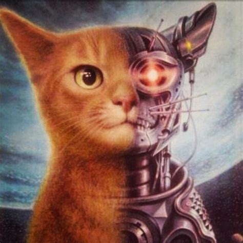 Terminator Cat Gatos Bonitos Gatos Raros Imagenes De Animales Graciosas