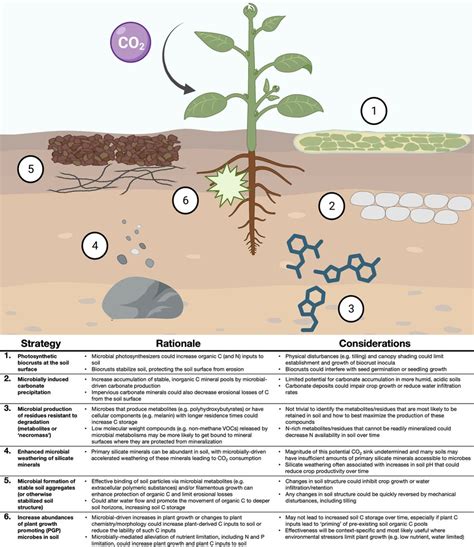 Potential Ways The Soil Microbiome Could Be Manipulated To Promote Soil