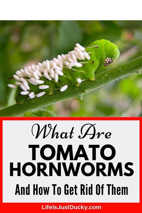 Simple Ways To Get Rid Of Tomato Hornworms Life Is Just Ducky