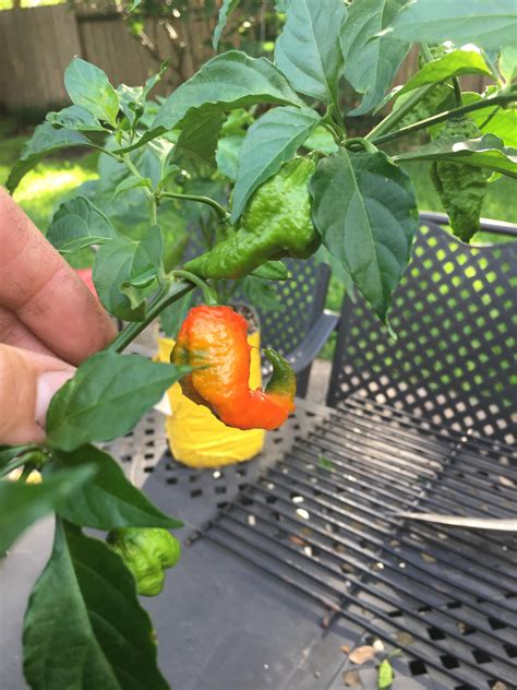 First Ghost Pepper Plant Have About 30 Peppers On It Right Now This