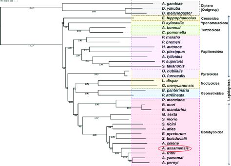 Phylogenetic Tree Inferred From Nucleotide Sequences Of 13 Pcgs Of 34 Download Scientific