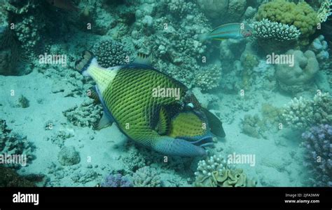 Trigger Fish On Coral Reef Titan Triggerfish Balistoides Viridescens